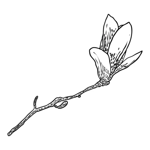 Magnolia Head Branch Spring Flower Bloom Botanical Illustration Made Real — Vetor de Stock