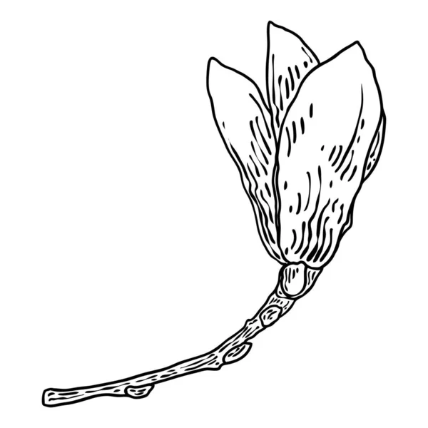 Magnolia Bloem Bladeren Tekening Illustratie Bloeiend Tak Voor Patronen Maker — Stockvector