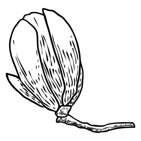 Magnolia Kepala Cabang Bunga Musim Semi Mekar Ilustrasi Botani Terbuat - Stok Vektor