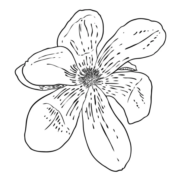 Μανόλια Κεφάλι Λουλούδι Απομονώνονται Λευκό Πάνω Όψη Πλευρά Της Μανόλιας — Διανυσματικό Αρχείο