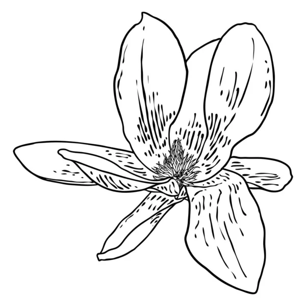 Magnolia Flor Cabeça Isolada Branco Vista Lateral Superior Magnólia Aberto —  Vetores de Stock