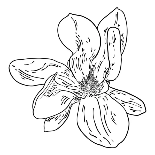 Magnolienblütenkopf Isoliert Auf Weiß Seitenansicht Der Magnolie Frühling Blühend Von — Stockvektor