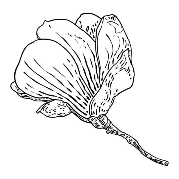 Magnolia Head Branch Spring Flower Bloom Botanical Illustration Made Real — Stockvektor