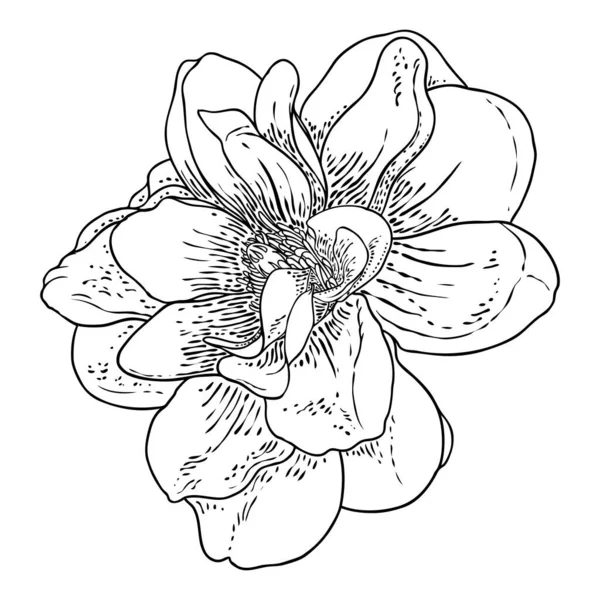 Głowa Kwiatu Magnolii Odizolowana Biało Górny Widok Boczny Magnolii Otwarte — Wektor stockowy