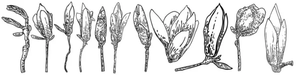 Magnolia Λουλούδι Στάδιο Της Ανάπτυξης Και Μεγαλώνει Από Μπουμπούκια Λουλουδιών — Διανυσματικό Αρχείο