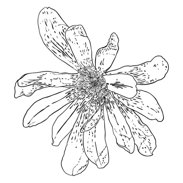 白に孤立したマグノリアの花頭 マグノリアの上部側のビューを開く春の開花 手を描いた ベクトル — ストックベクタ