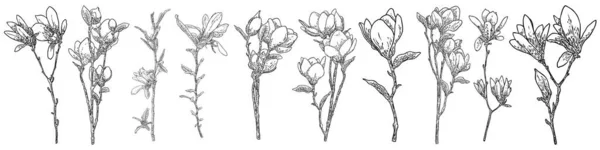 マグノリアの花は枝先に頭を出し 白に孤立します 公園や森の中の本物の木から描かれた手 小枝のコレクションに咲くマグノリアのオープン春のサイドビュー ベクトル — ストックベクタ