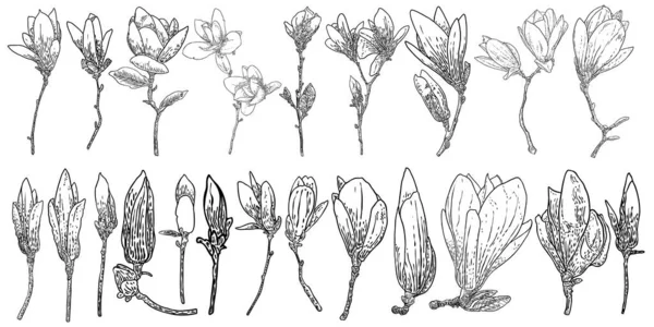 マグノリアの花のドローイングセット 本物の木から花の植物の小枝のスケッチ 白を基調とした線画で黒と白 モクレンのイラストを描いた実際の手描きの生花 ベクトル — ストックベクタ