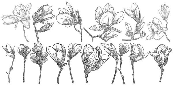 ポスター 招待状 グリーティングカードのデザインのためのイラストを描くマグノリアの花や葉のセット 天然木の植物から小枝の上に白いマグノリアの花 隔離された要素 ベクトル — ストックベクタ