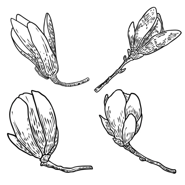 Ensemble Dessins Fleurs Magnolia Croquis Brindilles Florales Botanique Vrai Arbre — Image vectorielle