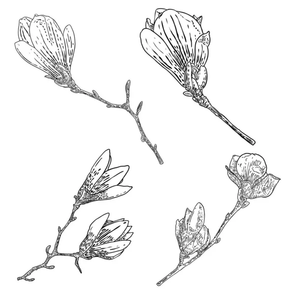 木兰花素描集 从真正的树上提取植物小枝的素描 黑白相间 线条艺术与白色背景隔离 现实生活手绘了木兰花盛开的图例 — 图库矢量图片