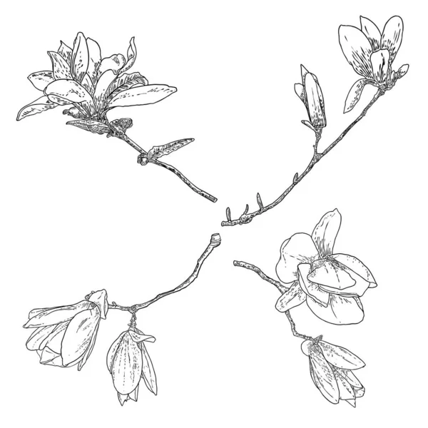 Magnolia Flower Drawings Set Sketch Floral Botany Twigs Real Tree — Wektor stockowy
