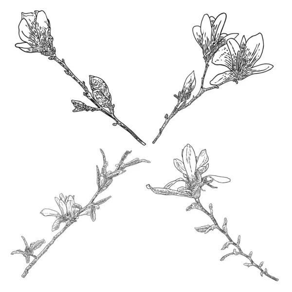 Magnolia Head Branch Set Spring Flower Bloom Set Botanical Illustration — Stock vektor