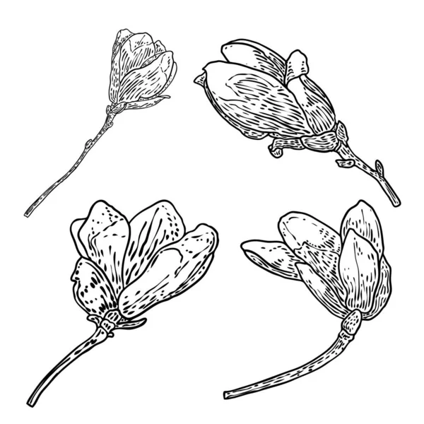 Magnolia Head Branch Set Spring Flower Bloom Set Botanical Illustration — Stock vektor