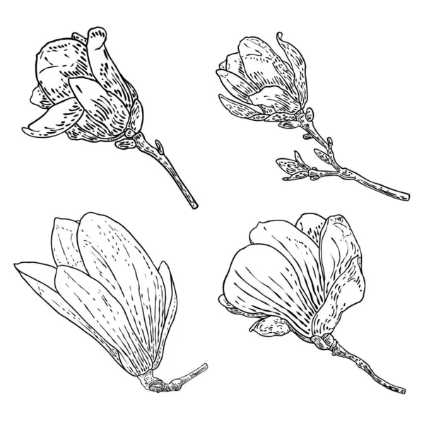 Magnolia Fleurs Tête Sur Branche Ensemble Isolé Sur Blanc Vue — Image vectorielle