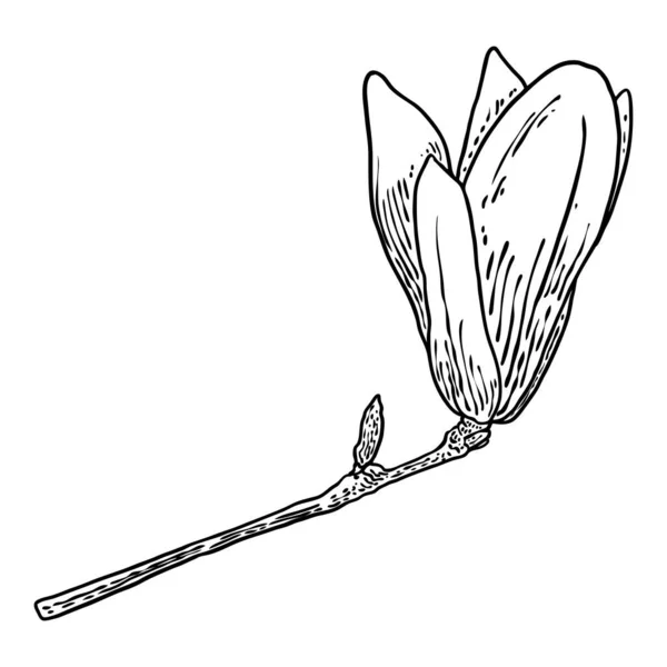 Magnolia Flower Petals Drawing Illustration Posters Invitation Greeting Card Design — Vetor de Stock