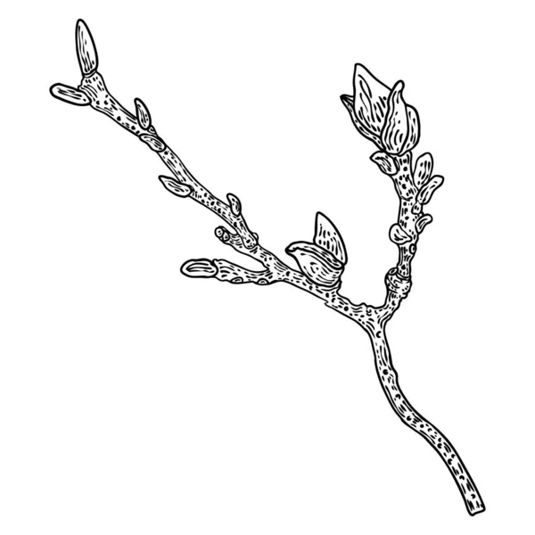 Magnolia Flower Drawing Sketch Floral Botany Twig Real Tree Black — 图库矢量图片