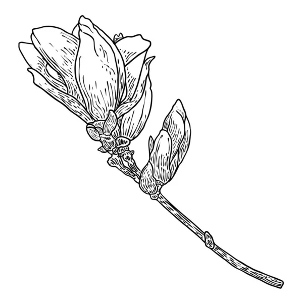 Magnolia Flower Drawing Sketch Floral Botany Twig Real Tree Black — Vettoriale Stock