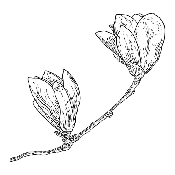 マグノリアの花の絵 本物の木から花の植物の小枝のスケッチ 白を基調とした線画で黒と白 マグノリアの花の実生活の手描きイラスト ベクトル — ストックベクタ