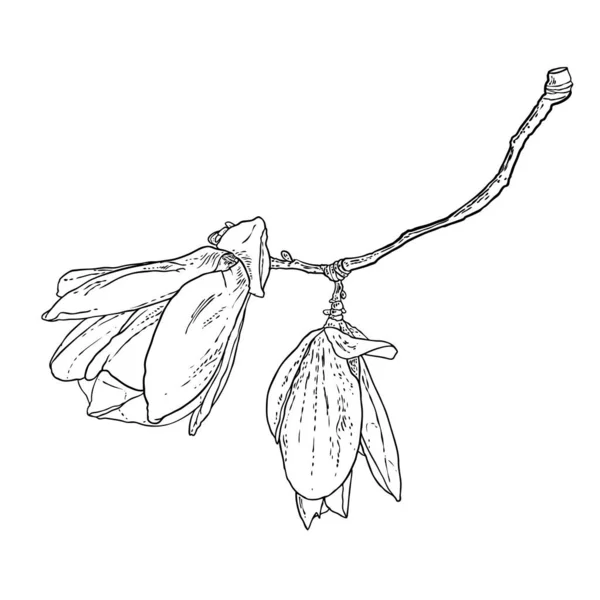 マグノリアの花の絵 本物の木から花の植物の小枝のスケッチ 白を基調とした線画で黒と白 マグノリアの花の実生活の手描きイラスト ベクトル — ストックベクタ