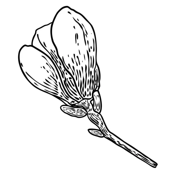 Magnolia Bloem Bloemblaadjes Tekening Illustratie Voor Posters Uitnodiging Wenskaart Ontwerp — Stockvector