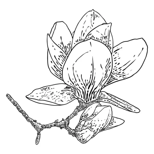 Testa Fiore Magnetolia Sul Ramo Isolato Bianco Vista Laterale Magnolia — Vettoriale Stock