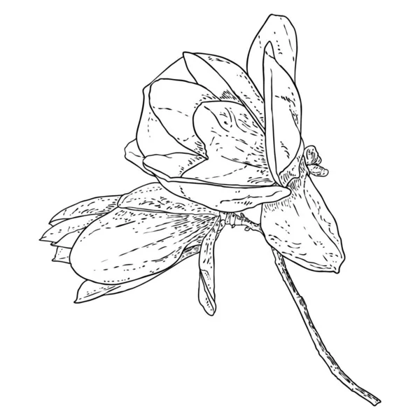 Magnolienblütenkopf Auf Dem Zweig Isoliert Auf Weiß Seitenansicht Der Magnolie — Stockvektor