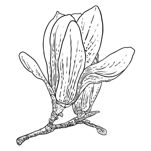 Μανόλια Κεφάλι Λουλούδι Στο Κλαδί Που Απομονώνονται Λευκό Πλευρική Άποψη — Διανυσματικό Αρχείο