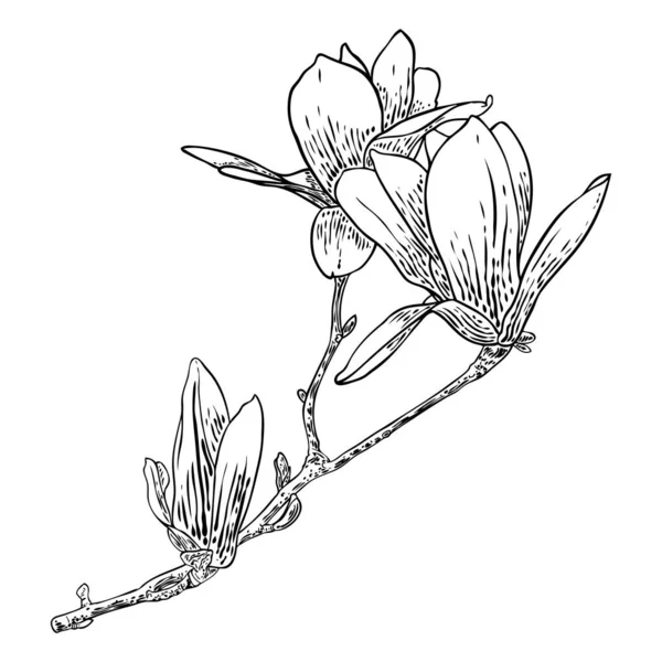白に孤立した枝に頭花を咲かせます 公園や森の中の本物の木から描かれた手 小枝に咲くマグノリアのオープン春のサイドビュー ベクトル — ストックベクタ