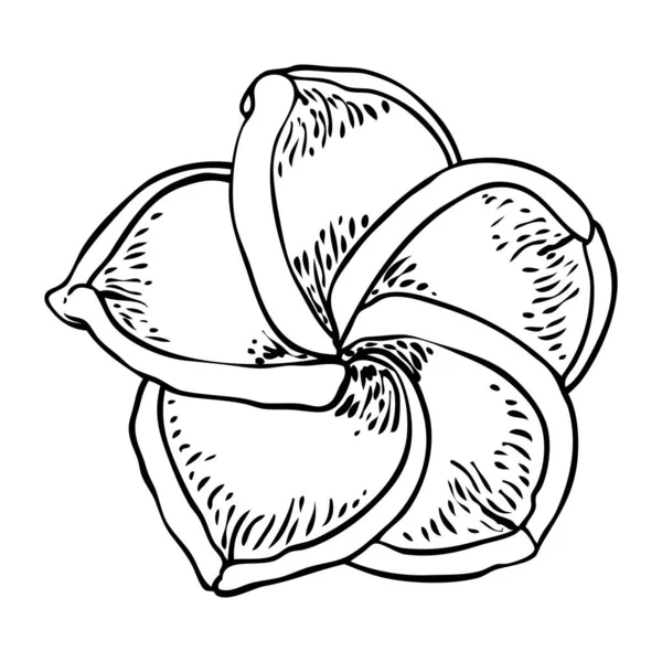 Πλουμερία Κεφάλια Που Ανθίζουν Τροπικά Άνθη Της Χαβάης Εξωτική Άνθιση — Διανυσματικό Αρχείο