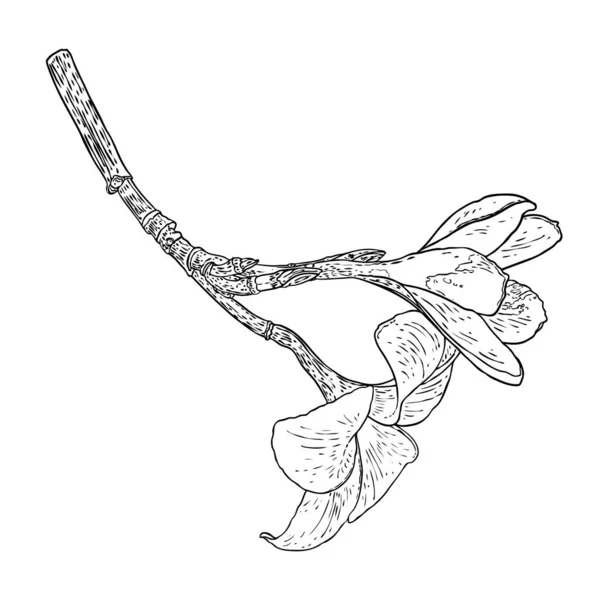 真正的梅花绽放在枝头上 夏威夷多花开放的头 花蕾和花瓣在枝条上 热带百花盛开 异国情调的手工画图 — 图库矢量图片
