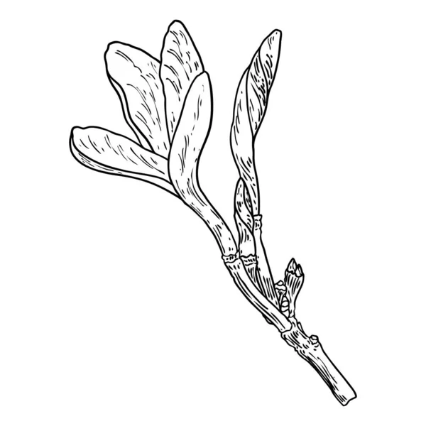 Πραγματικό Λουλούδι Plumeria Ανθίζει Στο Κλαδί Χαβανέζικο Plumeria Ανοιχτό Κεφάλι — Διανυσματικό Αρχείο