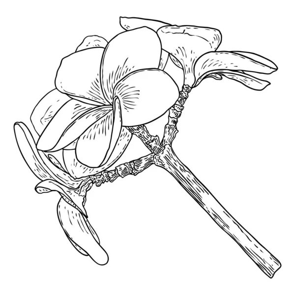 Prawdziwy Kwiat Plumerii Rozkwita Gałęzi Hawajska Plumeria Otwarta Głowa Pączkami — Wektor stockowy