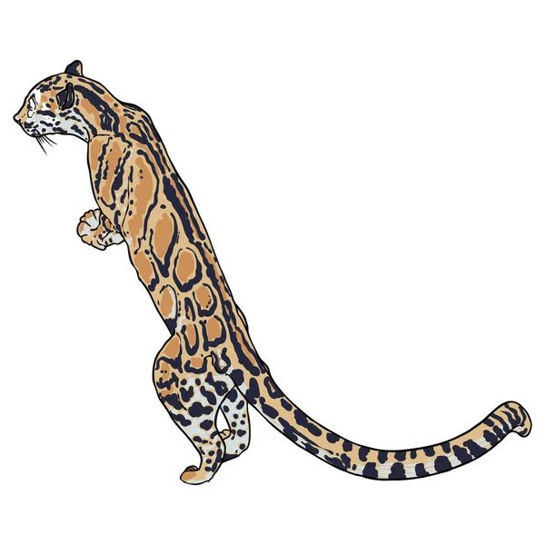 Leopardo Gato Selvagem Desenho Desenhado Mão Leopardo Nublado Vetor —  Vetores de Stock