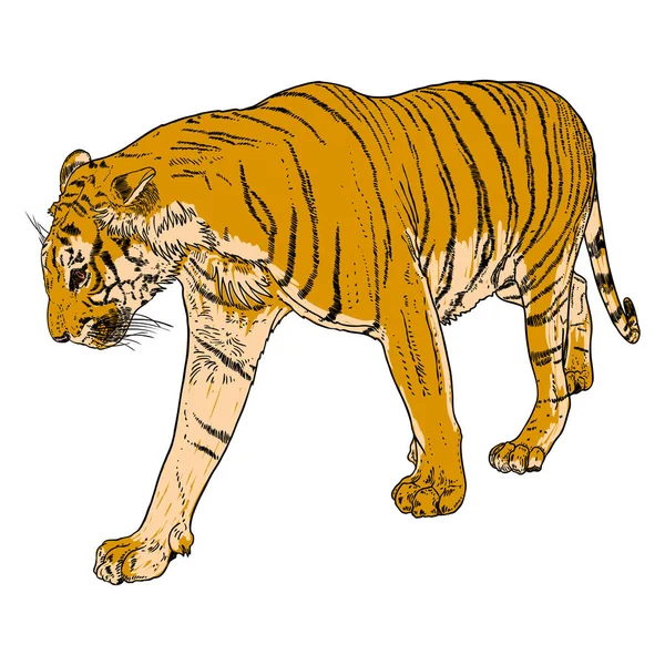 Tigre Caminando Amur Tigre Siberiano Gran Gato Salvaje Animal Peligro — Vector de stock