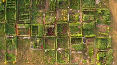 Neighbourhood urban garden, with hands grown green vegetables Agriculture in the city by citizens near their buildings and houses. Community family farming garden.