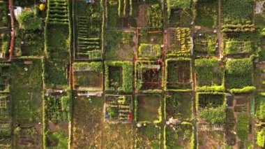 Urban gardening and farming aerial view. Urban oases in summer day. Sustainable living and edible urban jungle. New city movement that using practices like urban permaculture and guerrilla gardening.