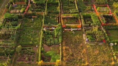 Urban garden care by community patrons, family farming and small gardens for food growing in the city near homes. Growing vegetables and family agriculture in urban area. Aerial view.