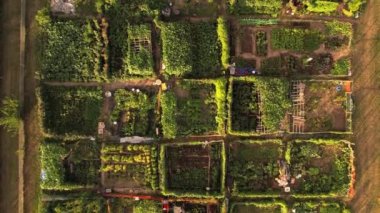 Neighbourhood urban garden, with hands grown green vegetables Agriculture in the city by citizens near their buildings and houses. Community family farming garden.