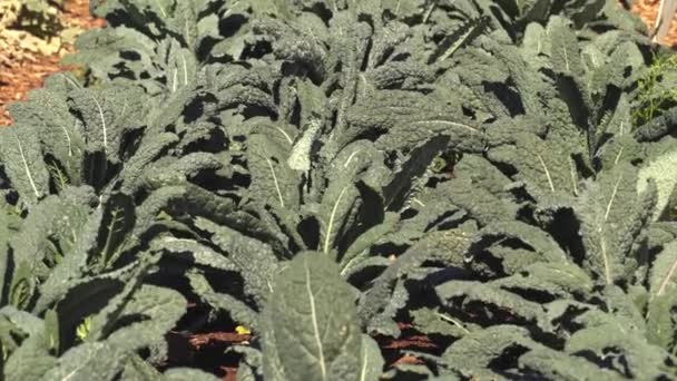 Bushes Lettuce Salad Kale Seedlings Soil Urban Garden Summer Agricultural — Stockvideo