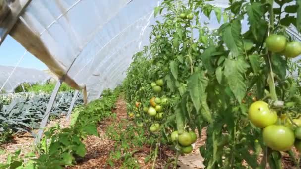Grande Estufa Tomate Interior Jardim Urbano Estufa Com Tomates Verdes — Vídeo de Stock