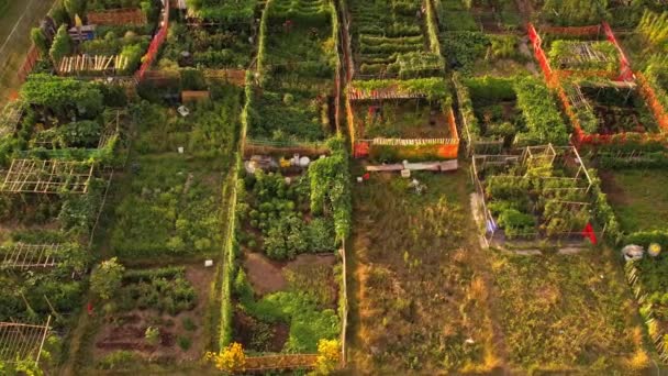 Urban Garden Care Community Patrons Family Farming Small Gardens Food — Stok Video