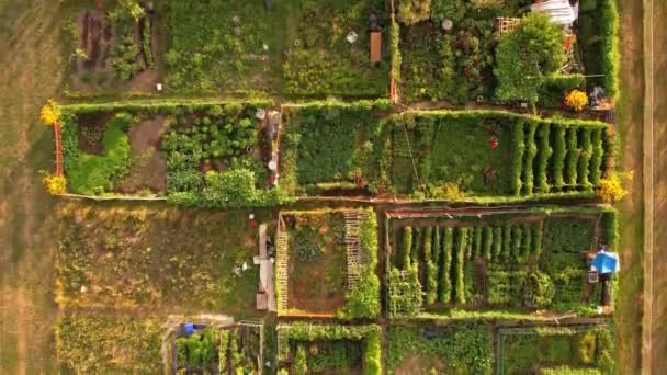 Urban Guerrilla Gardening Aerial View Community Gardening Urban Foraging Urban — Stockvideo