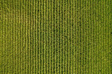 Beautiful aerial view of endless green agricultural field with crops on sunny and cloudy summer day. Flying over corn seedling field, harvest crops in the rural area countryside farm field.