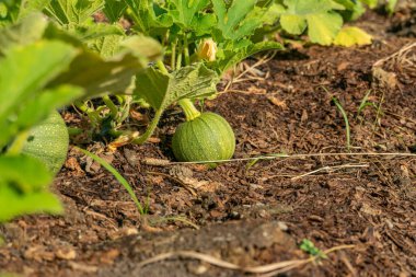 Organic vegetable community garden with pumpkin in summer. Seasonal planting in small urban farm in the middle of neighbourhood. Organic urban garden in the park at full growth.