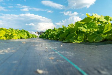 Growing vegetables in urban organic vegetable garden. Leaves of zucchini in small city farm, agriculture. Urban farming in the downtown of the American city.