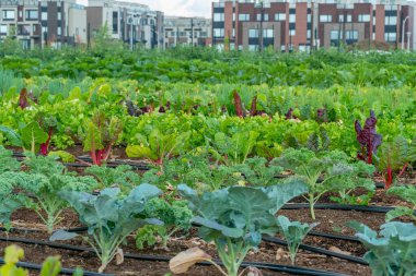 Lahana salatalı bahçıvan yatakları. Halk bahçesinde sebze, marul ve mısır var. Vatandaş evleri de arka planda. Kendi kendine yetebilen küçük şehir çiftliğinin salata ve bitkilerle yetiştirilmesi..