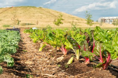 Kentsel bahçe organik toprağında yetişen kırmızı pancar bitkisine yakın çekim. Halk parkında sebze yetiştiriciliği yapan bir şehir bahçesi. Yiyecek bitkileri, bitkiler ve sebzeler yetiştiriyor. Şehir merkezindeki Amerikan tarım şehri..