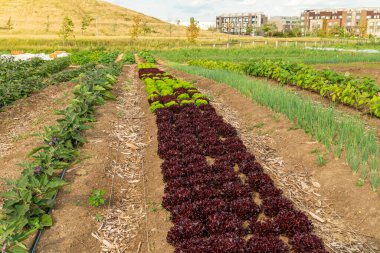 Bushes of kale seedlings in the soil of urban garden. Summer agricultural landscape farming and gardening in the city. 