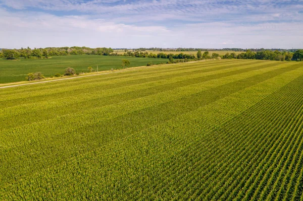 Geometrische Luftaufnahme Eines Grünen Maisfeldes Fliegender Blick Auf Grüne Maissetzlinge — Stockfoto